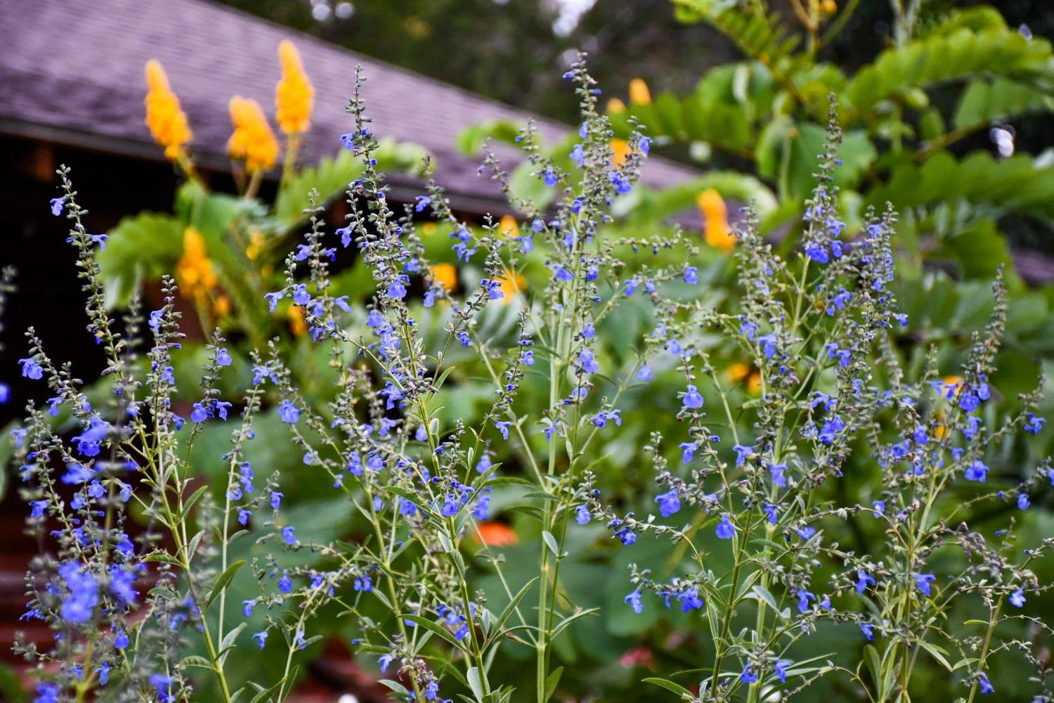 Salvia azurea | prairie sage | Meristem
